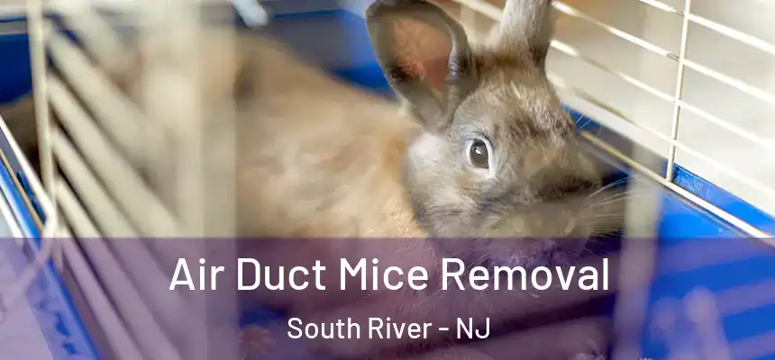 Air Duct Mice Removal South River - NJ